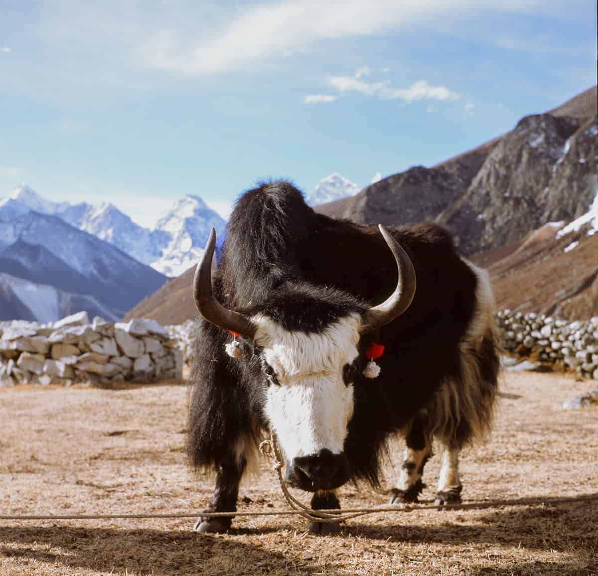 Climber resting in the snow below Himalayan peaks